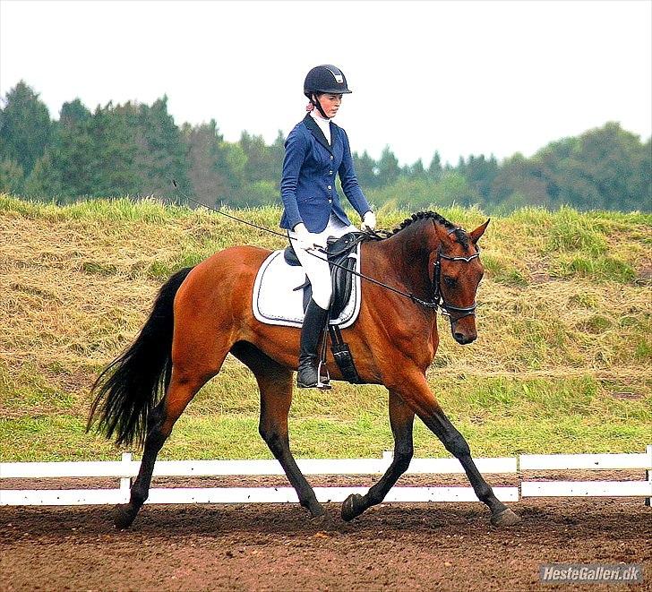 Dansk Varmblod Rimplers Hector Pascal billede 14