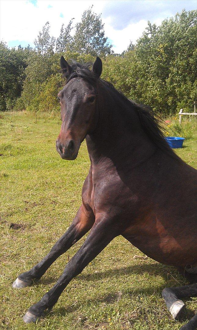 Anden særlig race Super star. <3 - sådan sidder han når han lige har rullet.! nuser
 billede 4