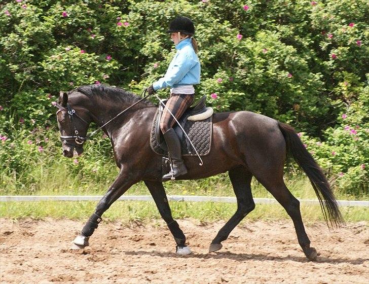 Oldenborg Schooting Star | DRØMMEHESTEN | R.I.P ):<3 - 10: Fotograf : Heidi Jensen billede 13