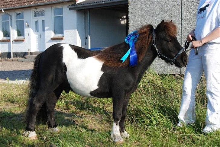 Shetlænder Vadehavets Figero *solgt* - August 2011
Figero med hans fine roset fra M&M :) billede 7