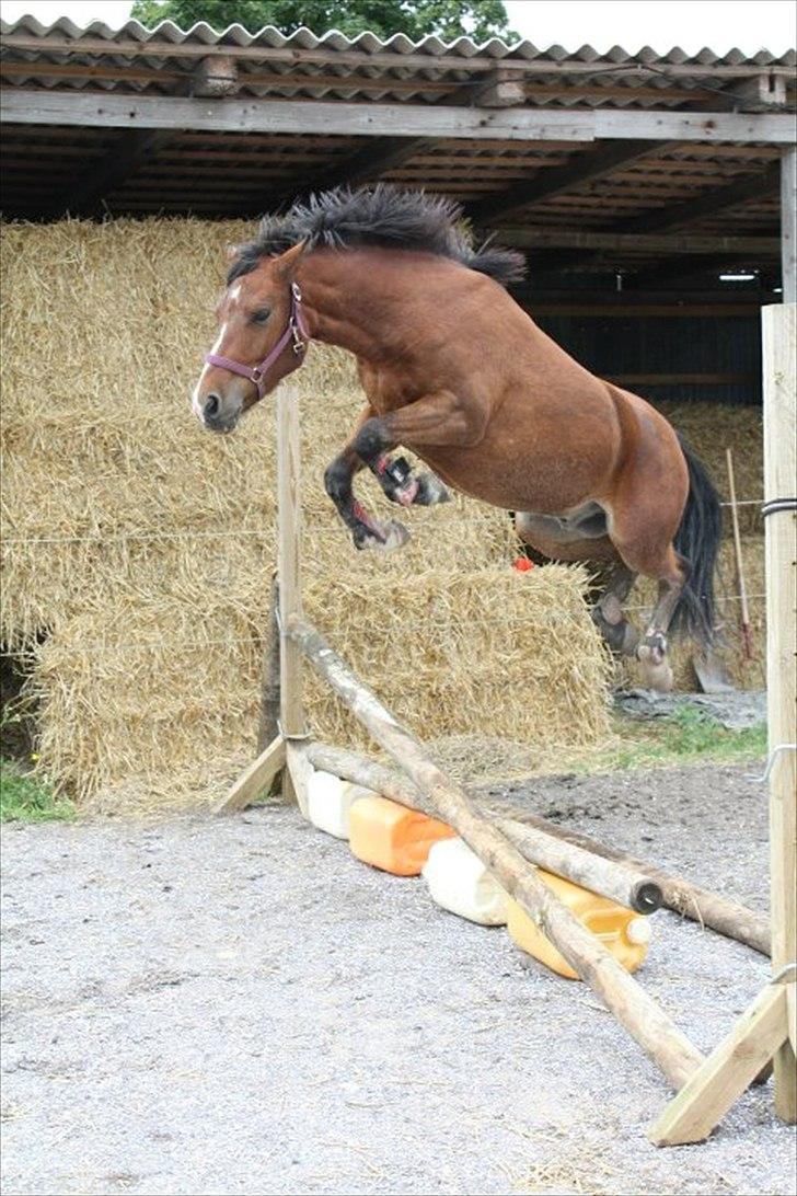 Anden særlig race Ferrai - Weeeehhh jeg kan flyve. billede 16