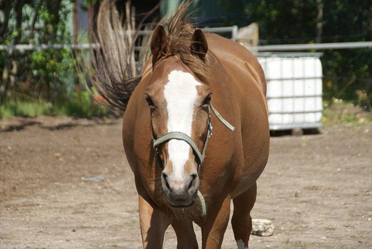 Welsh Partbred (Sec F) Liezelshof Benji - R.I.P - Første dag på Stutteri Klosterheden. :-D billede 16