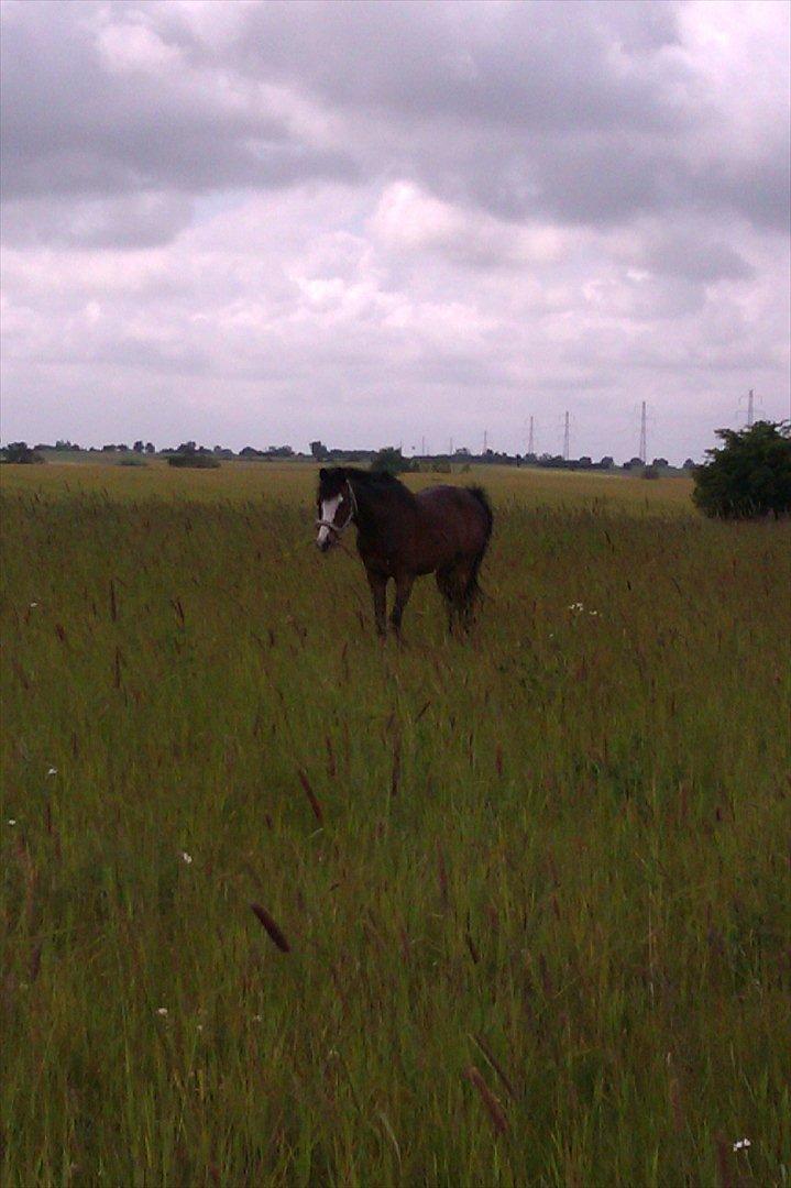 Anden særlig race Smukke - Sommerfold!!! 
(det er bare det bedste) billede 10