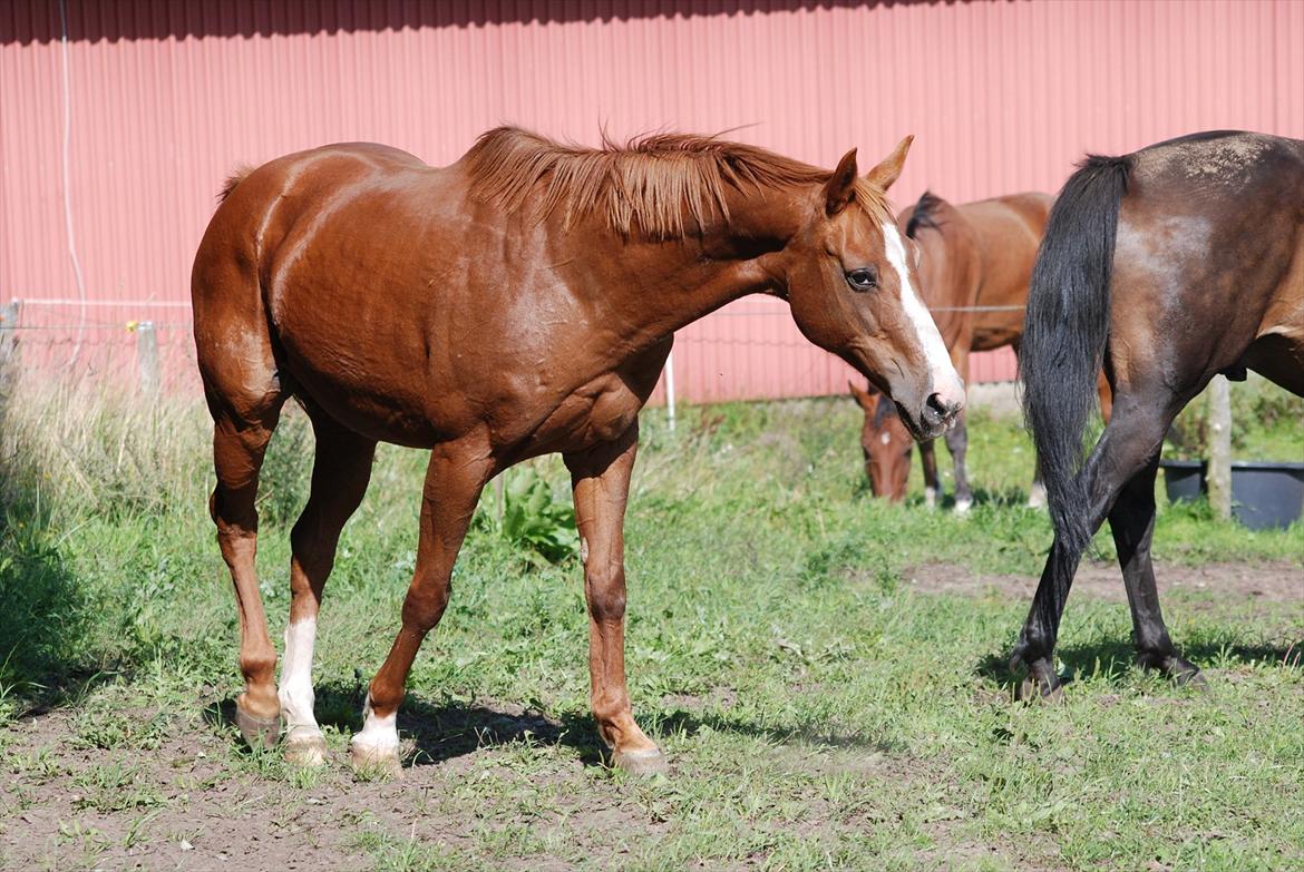 Fuldblod (XX) Bella R.I.P. billede 19