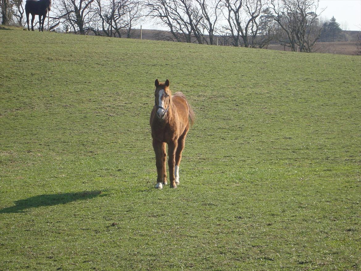 Fuldblod (XX) Bella R.I.P. billede 20