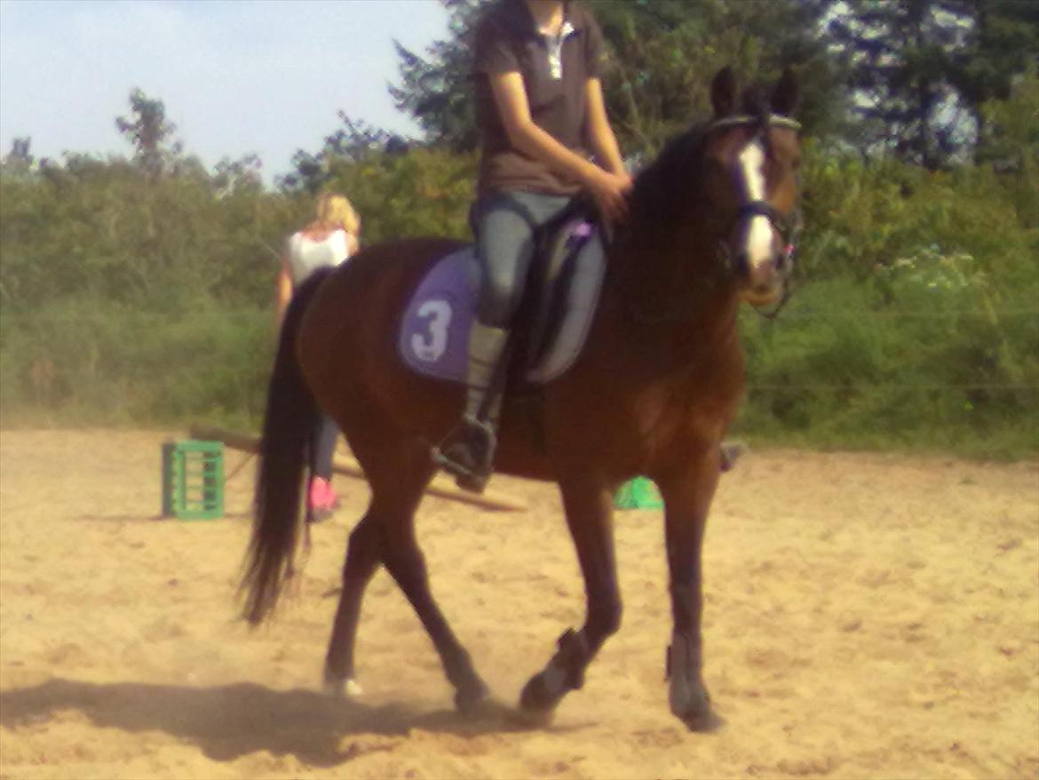 Anden særlig race Bakkelys Lucky Lady<3 - <3<3 billede 1