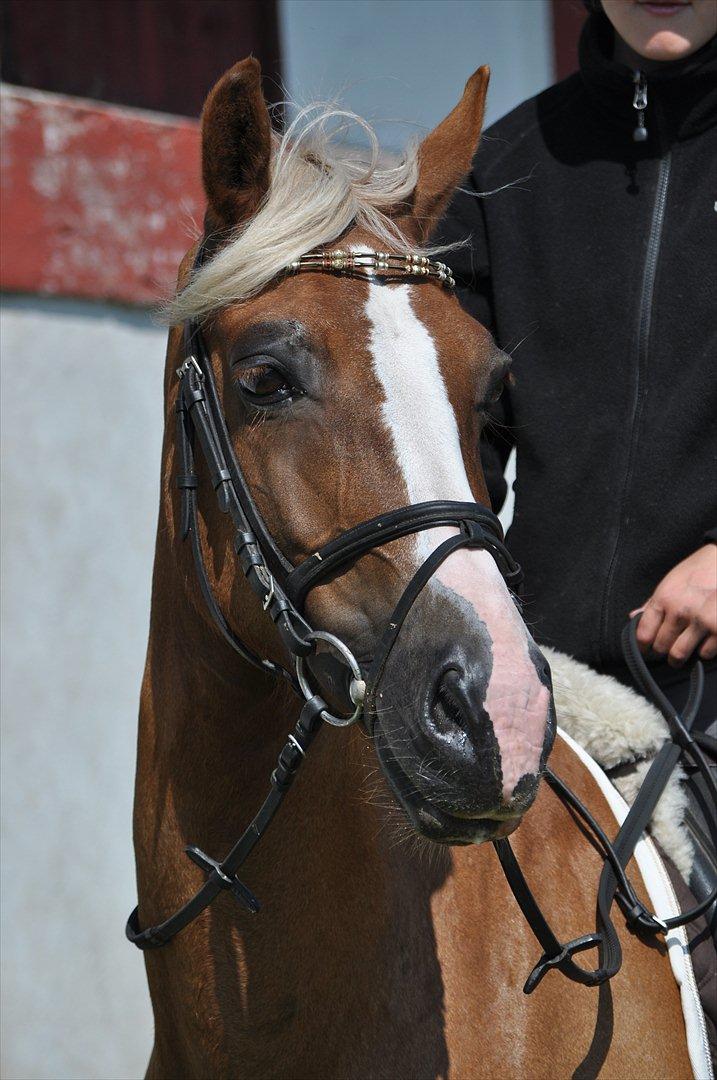 Welsh Cob (sec D) Mondetgårds Lady Duchess, sendt hjem :´( - foto LKB billede 6