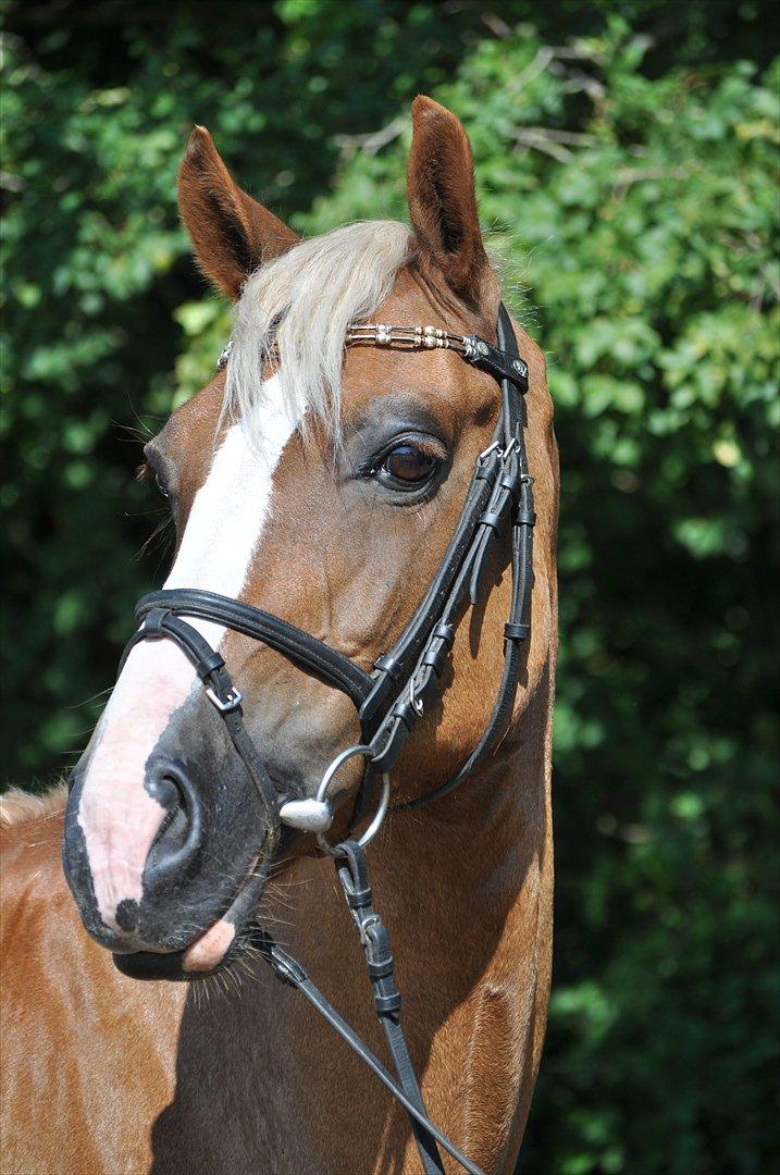 Welsh Cob (sec D) Mondetgårds Lady Duchess, sendt hjem :´( - foto LKB billede 7