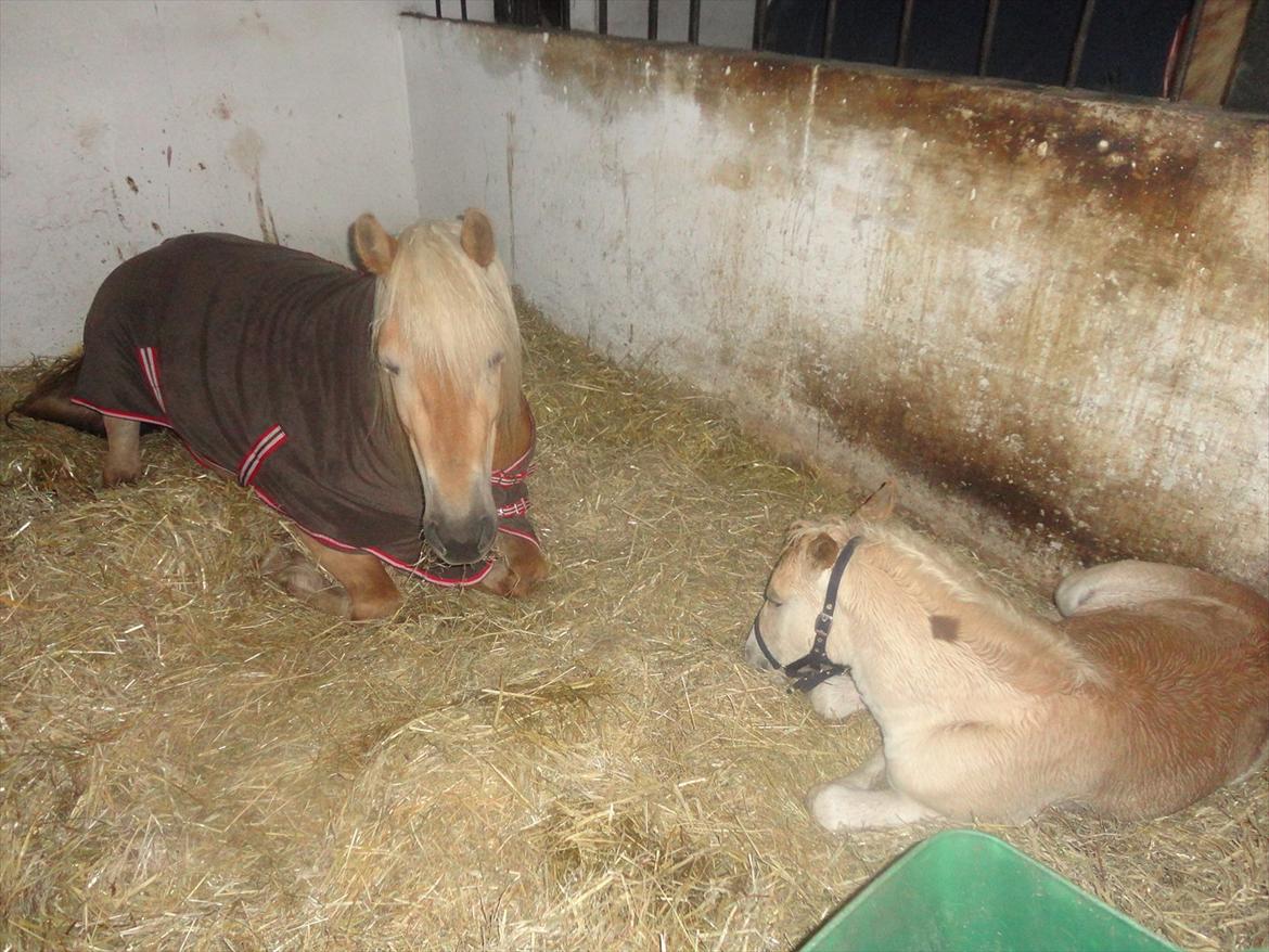 Tyroler Haflinger Abby Strandagergaard R.I.P billede 17