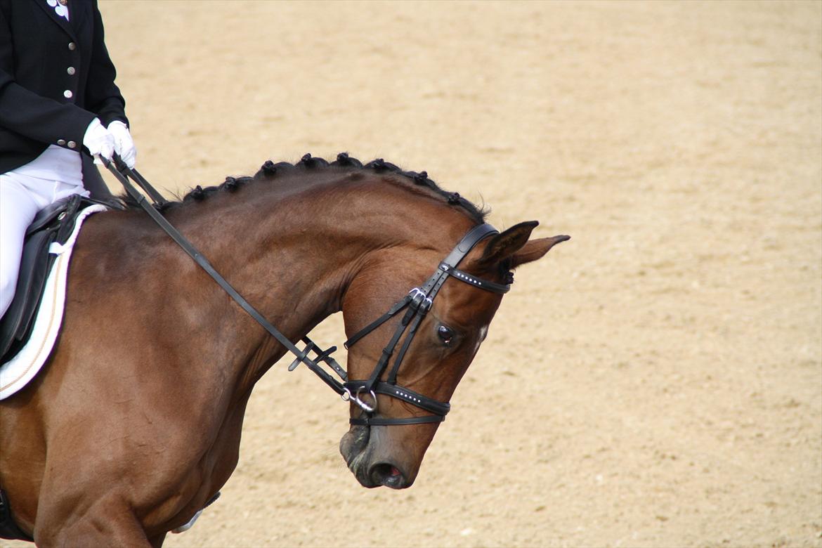 Dansk Varmblod Poldine - Sølyst Himmelhest billede 5