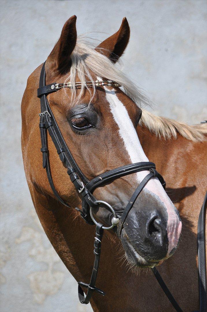 Welsh Cob (sec D) Mondetgårds Lady Duchess, sendt hjem :´( - foto LKB billede 5