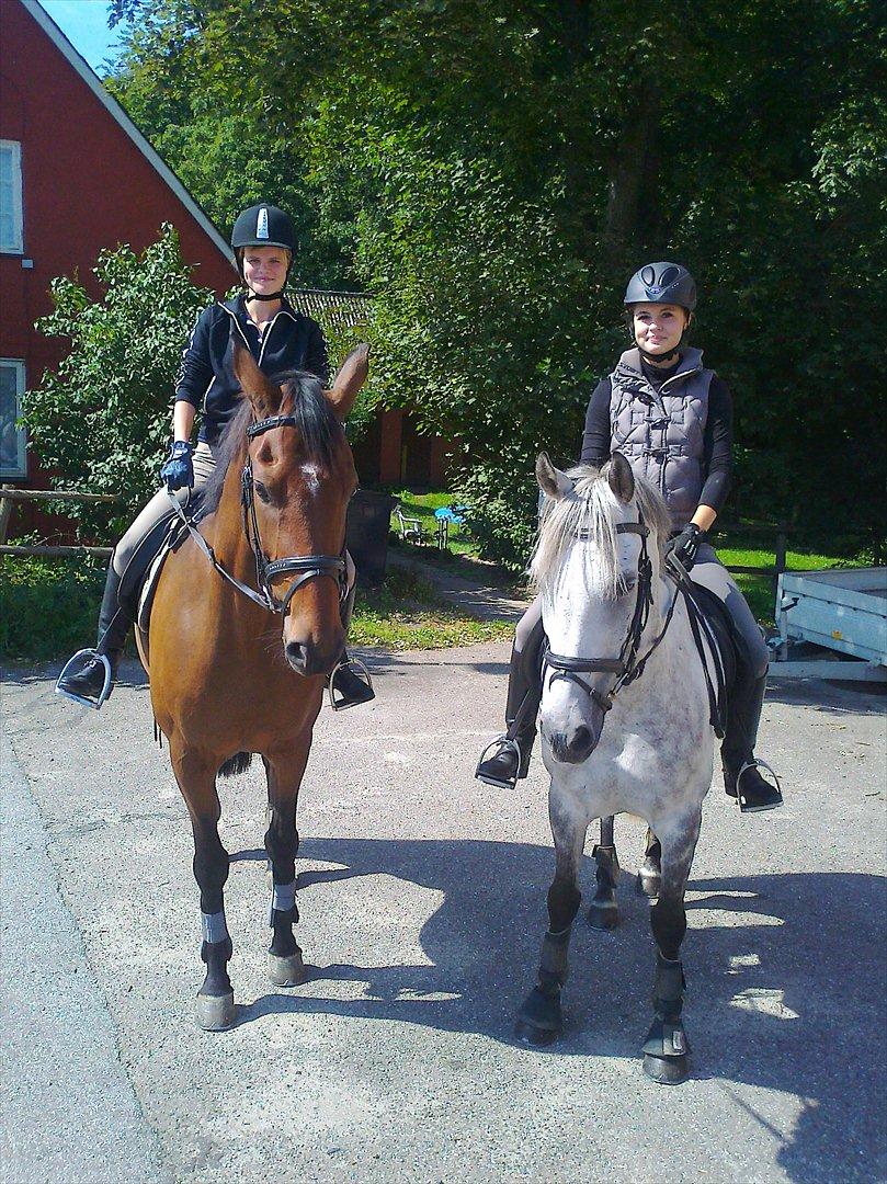 Dansk Varmblod Poldine - Sølyst Himmelhest billede 10