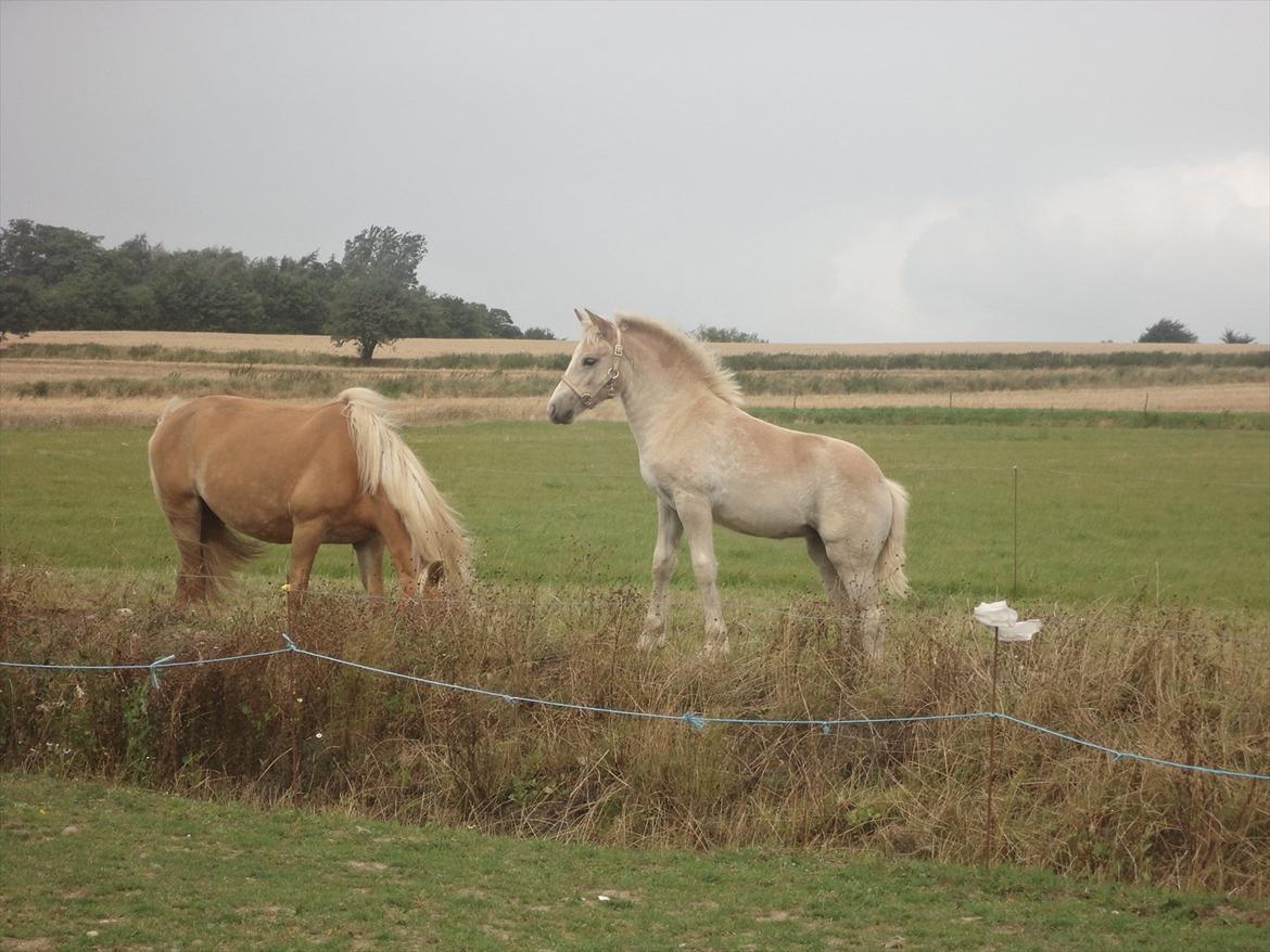 Tyroler Haflinger Abby Strandagergaard R.I.P billede 4