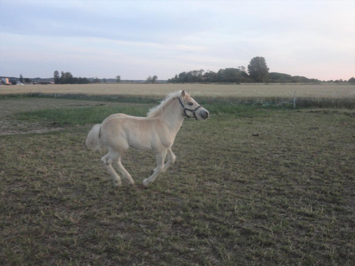 Tyroler Haflinger Abby Strandagergaard R.I.P billede 18