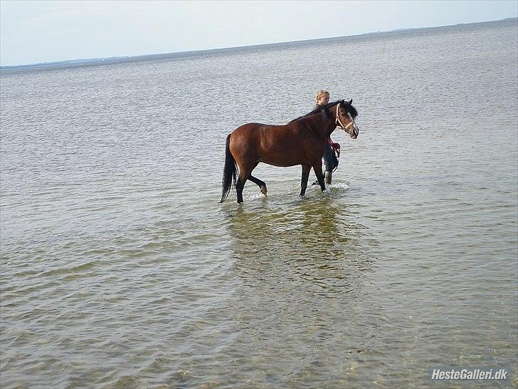 Anden særlig race Bakkelys Lucky Lady<3 - første dag ved vandet*-: billede 3