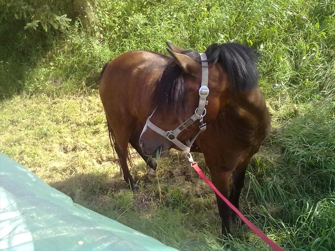 Anden særlig race Bakkelys Lucky Lady<3 - *-:*-: billede 4