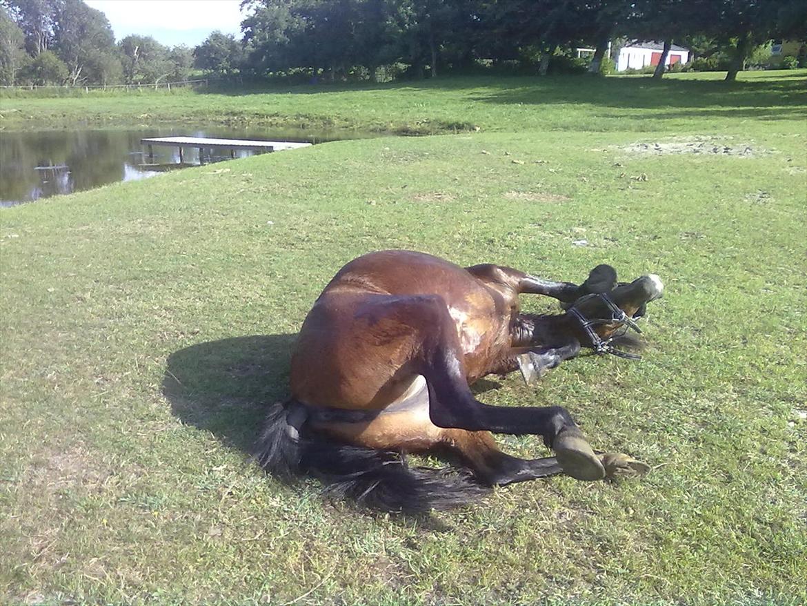 Anden særlig race Bakkelys Lucky Lady<3 - efter en laang tur!:-) billede 5