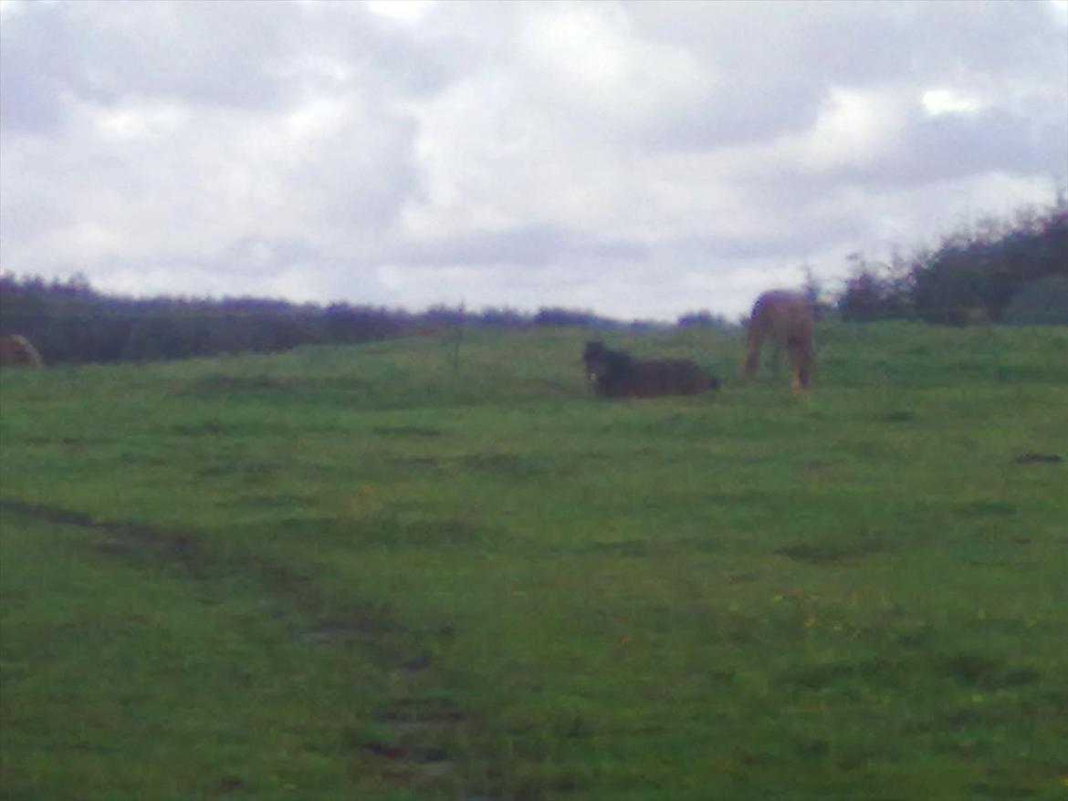 Anden særlig race Bakkelys Lucky Lady<3 - Nue<333 billede 6