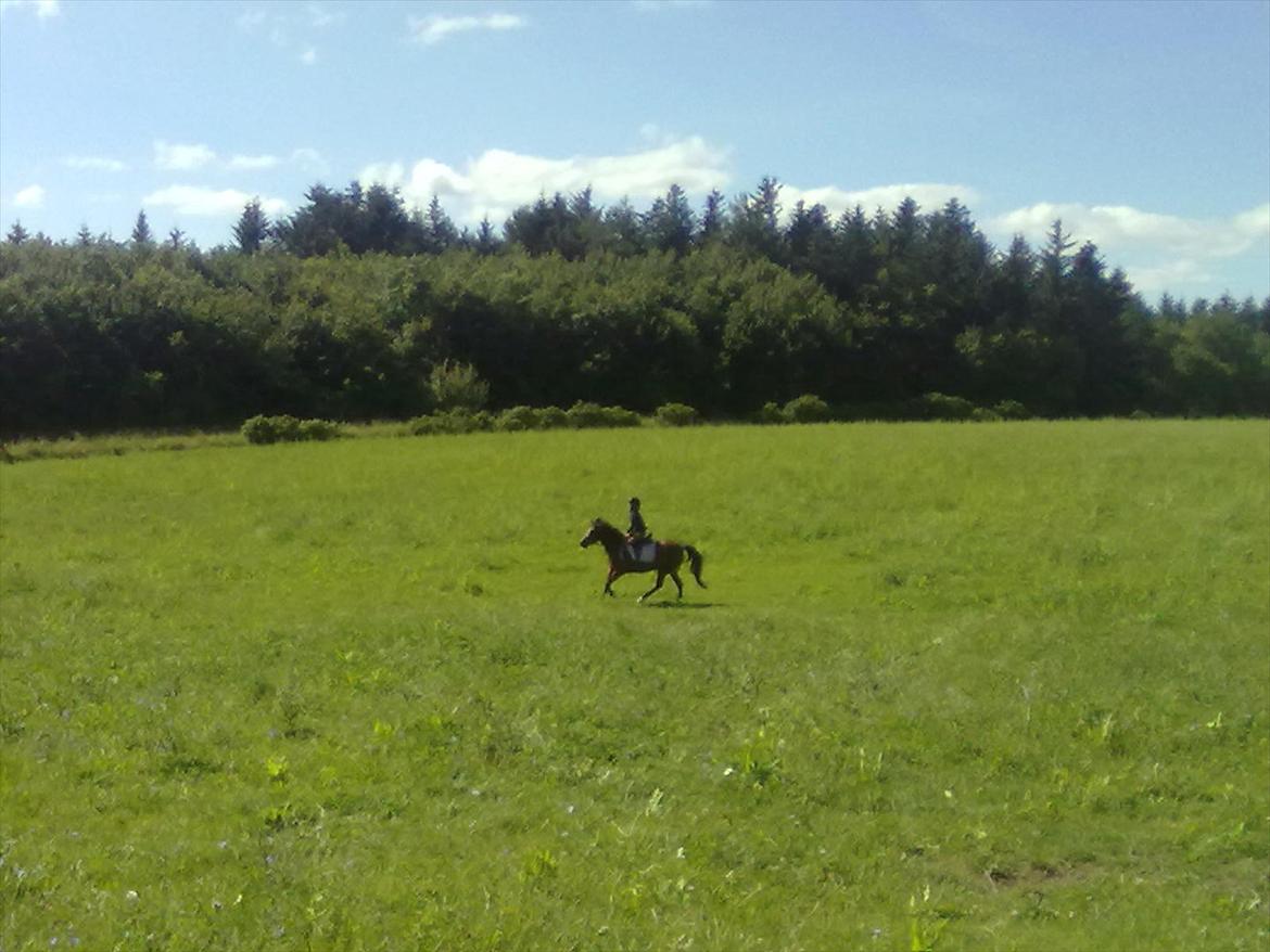 Anden særlig race Bakkelys Lucky Lady<3 - Galop på marken:-D billede 2