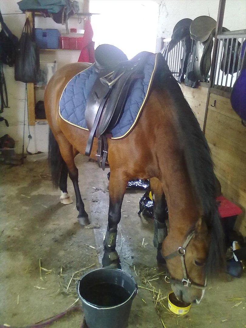 Anden særlig race Bakkelys Lucky Lady<3 - Lakrids, det er noget der dur!:-P billede 7