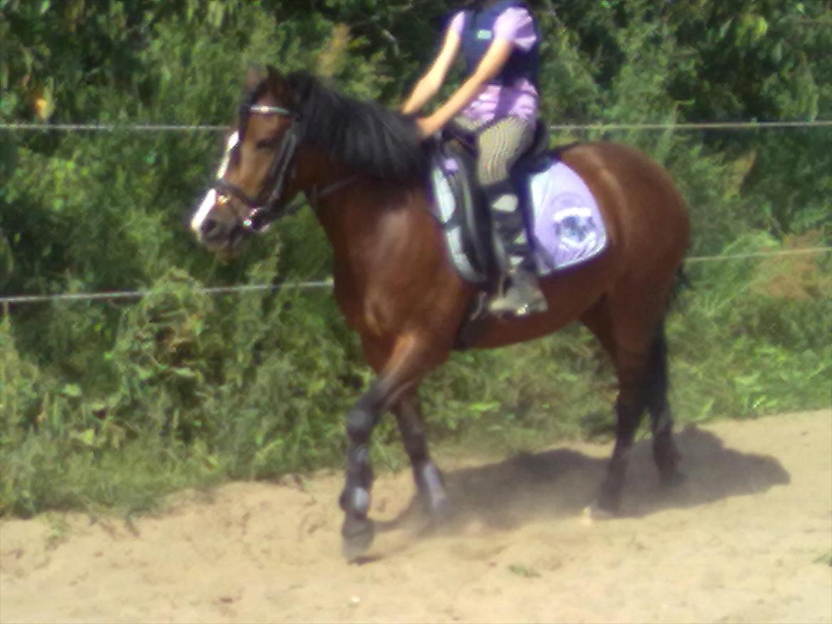 Anden særlig race Bakkelys Lucky Lady<3 billede 10