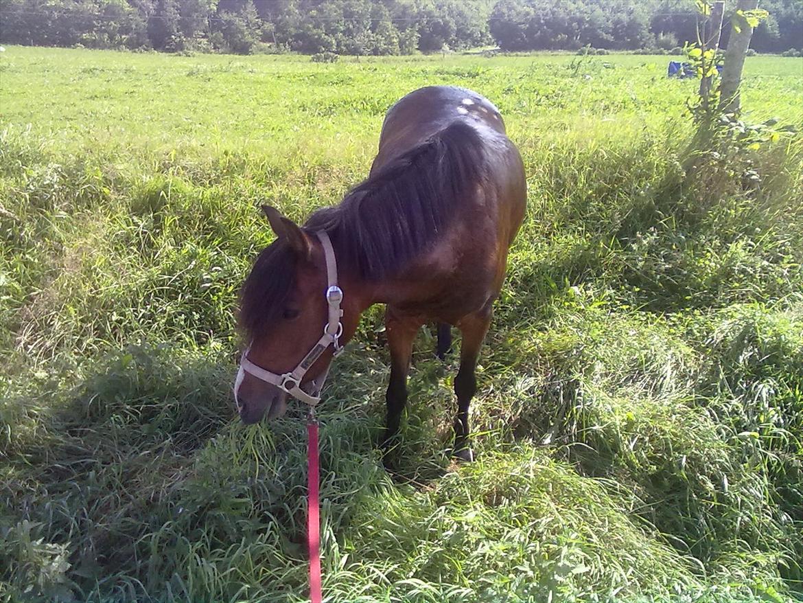 Anden særlig race Bakkelys Lucky Lady<3 - græs det kan altid bruges*-: billede 11