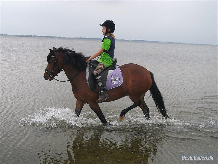 Anden særlig race Bakkelys Lucky Lady<3 - Stranden:-) billede 15