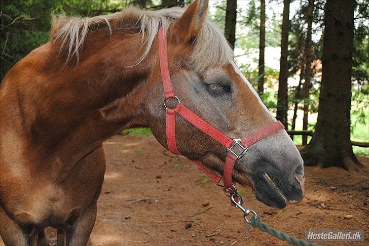 Haflinger Valerie - Nyt - Det sidste billede af dig nogensinde. Farvel mit alt, min øjesten, mit liv. Du er et bedre sted nu... 2011 billede 20