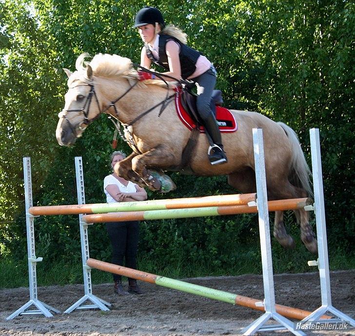 Irsk Sportspony Million Dollar Baby - I belive i can fly. Billed taget af Josephine Bøgh juli 2011 billede 18
