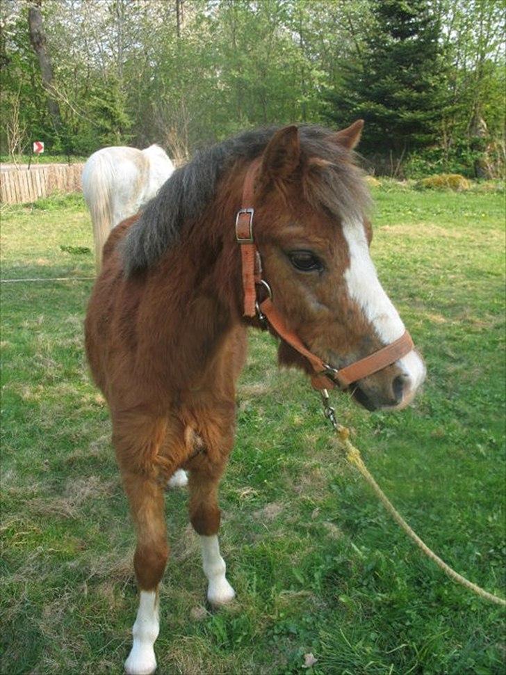 Welsh Mountain (sec A) Baloo billede 1