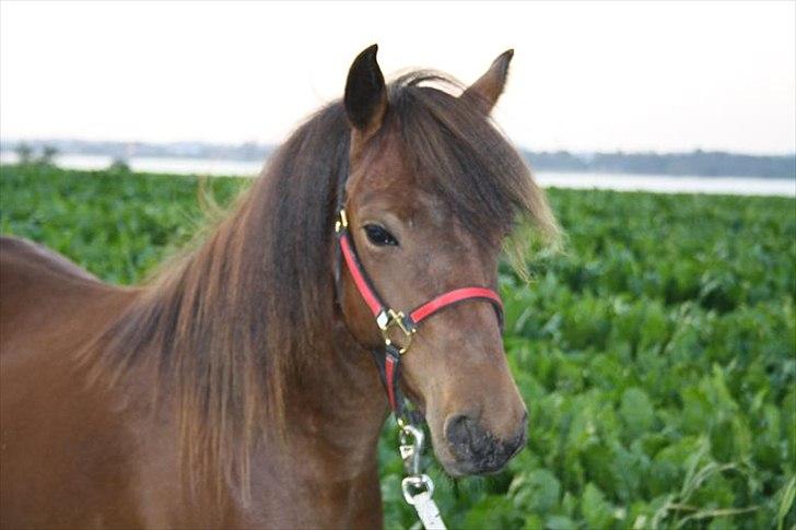 Gotlandsruss Hellestruplunds Geena (lånehest) billede 2