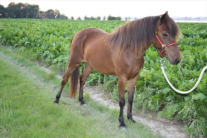 Gotlandsruss Hellestruplunds Geena (lånehest) billede 3