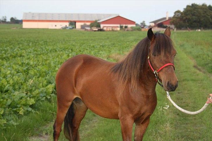 Gotlandsruss Hellestruplunds Geena (lånehest) billede 4