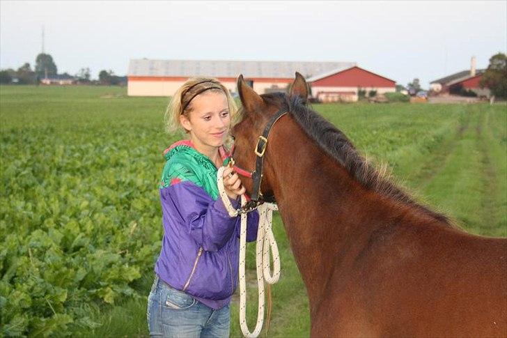 Gotlandsruss Hellestruplunds Geena (lånehest) billede 5
