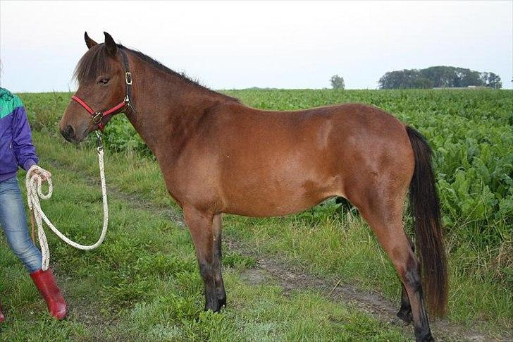 Gotlandsruss Hellestruplunds Geena (lånehest) - Smukke hest <3 billede 6