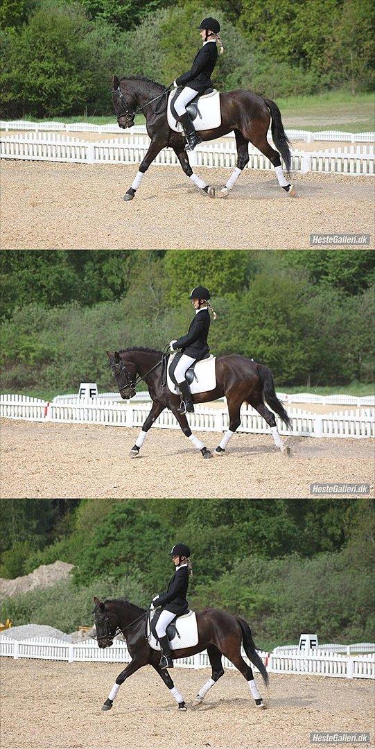 New Forest Banda billede 11