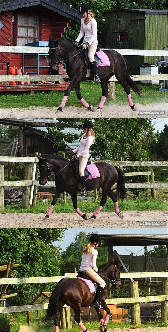 New Forest Banda - Dressur... billede 13