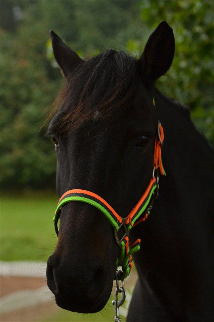 New Forest Banda - Du er virkelig fantastisk pony!.... 
Et liv uden dig ville være uendelig mærkeligt!:* billede 2