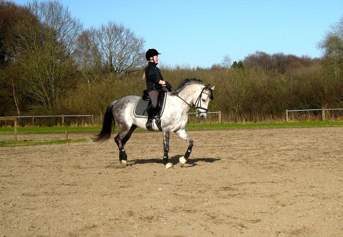 Anden særlig race Charmant  - Træning på springbanen :P billede 2