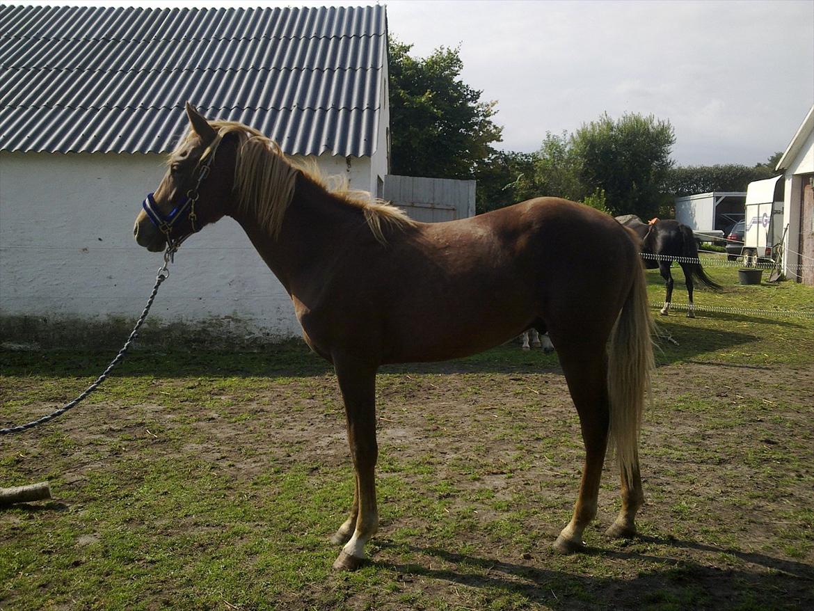 DSP Bentzens Baloo - Baloo august 2011 billede 16