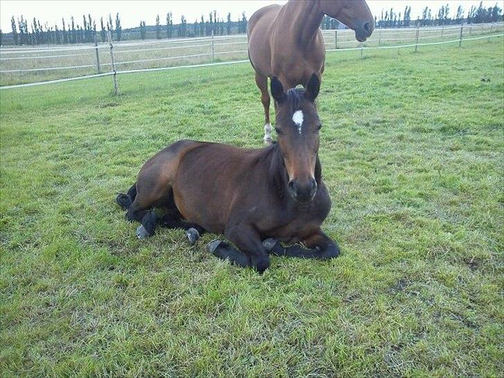 Dansk Varmblod Choko Chanell *part* - choko der ligger ned på folden når vi kommer for at hente hende:* søde pony<3<3 billede 14