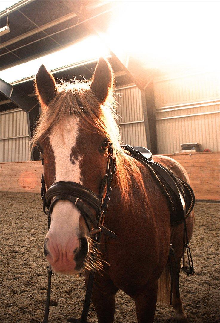 New Forest Damly's Pinocchio - d. 20/8-11  billede 2