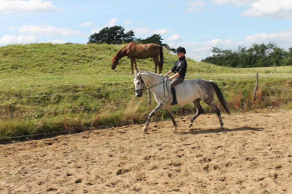 Anden særlig race Charmant  - Hygge på sommergræs :-) billede 4