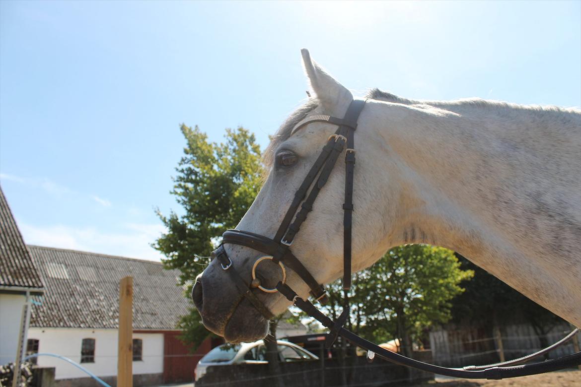 Anden særlig race Charmant  - <3 billede 7