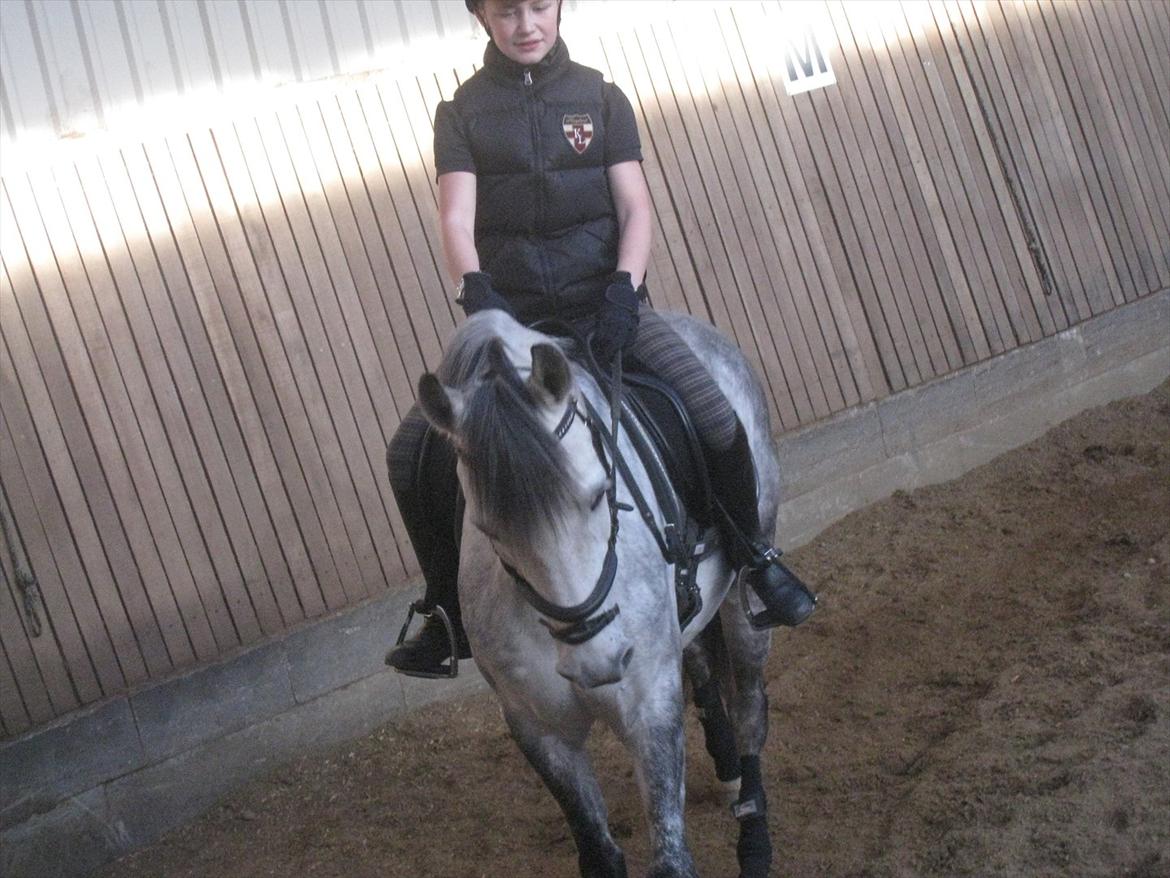 Anden særlig race Charmant  - Igen før stævne :-) billede 10