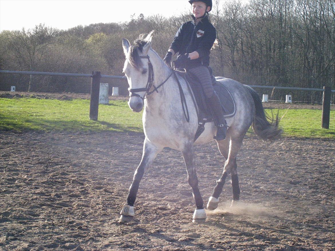 Anden særlig race Charmant  - Schenkelvigning :-) billede 11