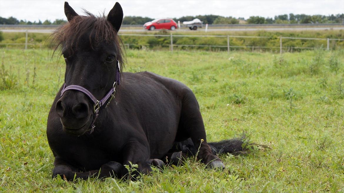 Shetlænder Wednesday <3 (tidligere Mini) - Hyggefisen (= billede 3