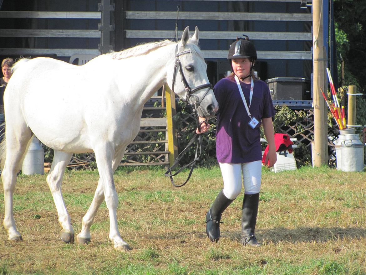 Anden særlig race prumand - i ringen på dyreskue billede 2