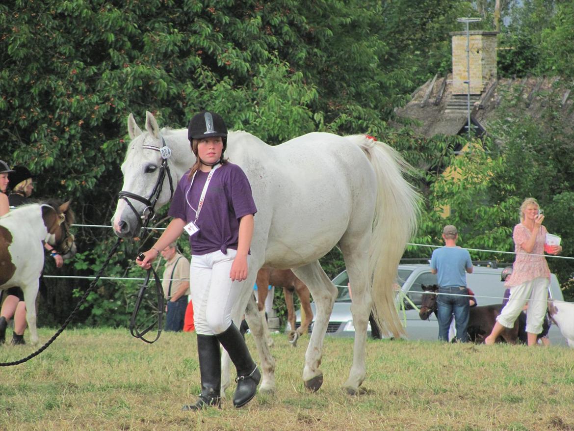 Anden særlig race prumand - på dyreskue fik en anden plads billede 7