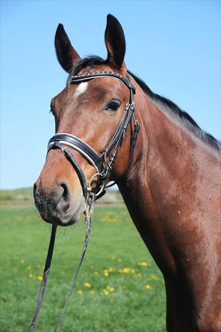 Dansk Varmblod Cato - Velkommen til Calle musens profil! :-) billede 1